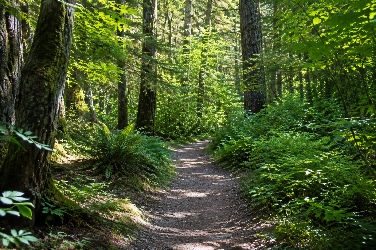 Nature Immersion & Wellness